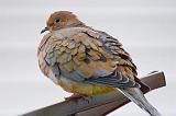 Mourning Dove_52437
